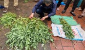 Phát hiện hộ dân ở Hà Nội trồng hơn 300 cây thuốc phiện cao gần 1 mét trong vườn nhà