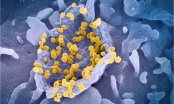 Biến chủng nCoV mới có thể kháng vaccine, khả năng lây nhiễm nhanh hơn Delta