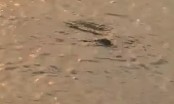 Xôn xao clip cá sấu xuất hiện trong lòng Hồ Tây, Hà Nội