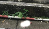 Nghệ An: Nam sinh rơi từ tầng 26 khách sạn Mường Thanh xuống đất tử vong