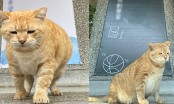 Thời của 'quàng thượng' tới rồi: Chú mèo đầu tiên trên thế giới được bổ nhiệm làm hiệu phó trường THCS