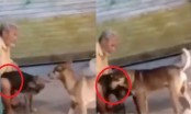 Công khai đoạn clip người đàn ông 67 tuổi xâm hại 40 con chó hoang suốt nhiều năm