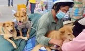 Trưởng trạm y tế nơi xảy ra vụ tiêu hủy 15 con chó ở Cà Mau xin nghỉ việc