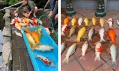 Hà Nội: Nguyên nhân đàn cá Koi trị giá 700 triệu lăn ra chết sau một đêm?