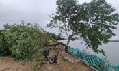 Xôn xao clip cận cảnh 'cây cô đơn' ở Hồ Tây nghi bị chặt hạ