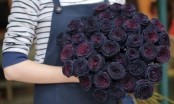 Hoa hồng đen có ý nghĩa gì? Vì sao hoa hồng đen chỉ được trồng duy nhất ở Thổ Nhĩ Kỳ?