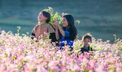 Lễ hội tam giác mạch Hà Giang diễn ra khi nào? Top 5 địa điểm ngắm hoa tam giác mạch ở Hà Giang