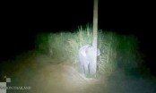 Chú voi con với màn ẩn nấp “siêu kín đáo” sau cây cột điện khi bị bắt gặp ăn trộm mía “gây bão” MXH vì quá đáng yêu