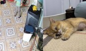 Vụ bé mèo Golden: Gia đình nhà 2 bé trai giữ quan điểm ''phạt hành chính vài triệu là xong''