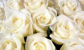 Đi tìm câu trả lời cho ý nghĩa của hoa hồng trắng