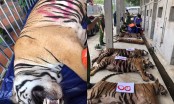 Nguyên nhân khiến 8/17 con hổ chết trong quá trình giải cứu ở Nghệ An