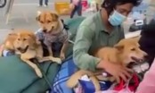 Cà Mau: Chính quyền thừa nhận thiếu sót trong việc tiêu hủy đàn chó của ông Hùng vì nhầm với đàn chó của một người khác