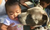 “Superdog” dũng cảm lao vào đám cháy giải cứu em bé 7 tháng tuổi