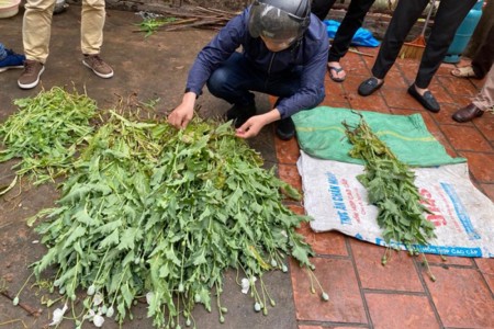 Phát hiện hộ dân ở Hà Nội trồng hơn 300 cây thuốc phiện cao gần 1 mét trong vườn nhà