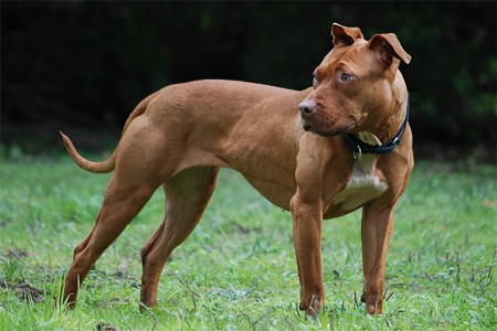 Từ vụ chó Pitbull cắn chết người: Những kinh nghiệm cần biết để nuôi giống chó này