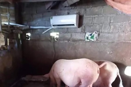 Ghen tị với những chú lợn được lắp điều hòa chống nóng