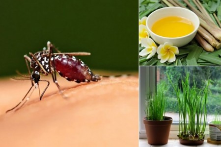 Những cách đuổi muỗi đơn giản, hiệu quả tại nhà