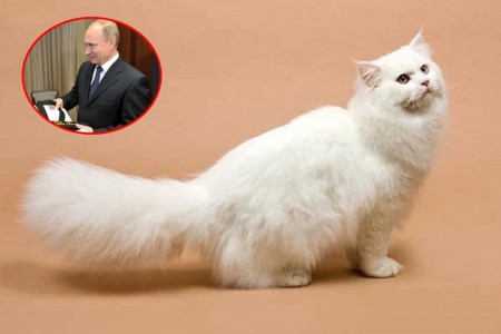 Loạt cấm vận trớ trêu tại Nga: Apple nghỉ bán sản phẩm, loài mèo cũng bị trừng phạt