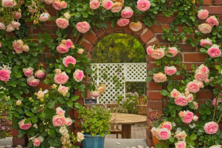 Kỹ thuật trồng và chăm sóc hoa hồng giúp cây nhanh ra hoa nhất