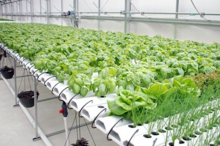 Hướng dẫn cách trồng rau thủy canh trồng ống nhựa tại nhà