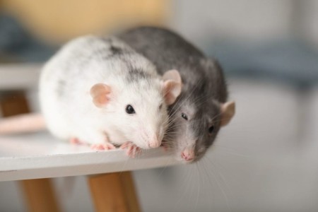 Top 6 cách đuổi chuột hiệu quả tại nhà