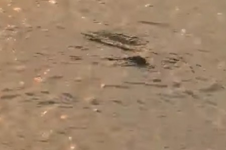 Xôn xao clip cá sấu xuất hiện trong lòng Hồ Tây, Hà Nội?