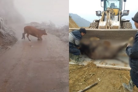 Clip: Chú bò liên tục ngã quỵ trên đường trơn trượt, chết cóng do băng tuyết ở Lào Cai khiến ai nhìn cũng xót xa