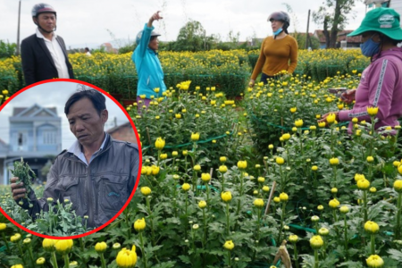Hàng trăm chậu hoa cúc bị đập phá ở Quảng Ngãi được “giải cứu”, chủ vườn thu đủ vốn chỉ sau vài ngày