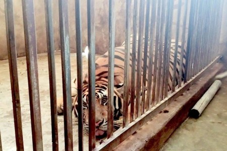 Vụ 8/17 con hổ chết sau khi được giải cứu khỏi nhà dân: 9 con còn lại rất yếu