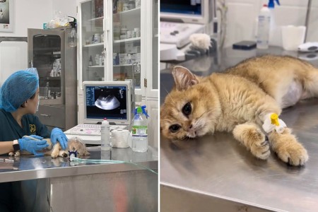 Vụ bé mèo Golden bị 2 đứa trẻ giẫm đạp: Bệnh viện trả về không thể cứu chữa