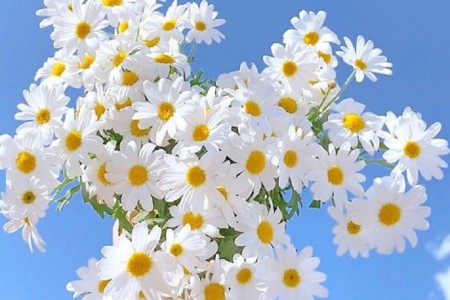 Hoa cúc trắng có ý nghĩa gì? Hoa cúc trắng hợp với người mệnh gì?