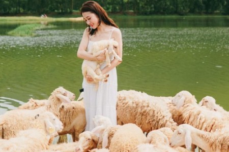 Đốn tim với loạt ảnh “sống ảo” đầy thơ mộng ở đồng cừu Gia Hưng, Ninh Bình