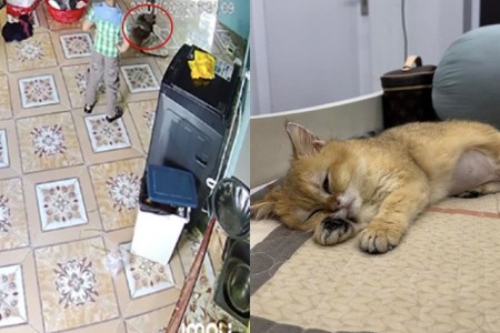Vụ bé mèo Golden: Gia đình nhà 2 bé trai giữ quan điểm ''phạt hành chính vài triệu là xong''
