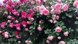 Ý nghĩa của hoa hồng qua các màu sắc khác nhau
