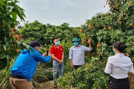 Nông dân Bắc Giang bắt “trend” livestream “chốt đơn” vải thiều chỉ 16.000 đồng/kg