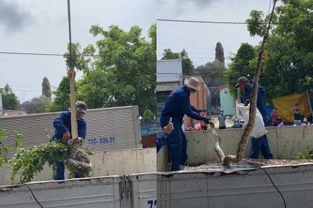 Vũng Tàu: 2 người đàn ông chật vật bắt “trăn khủng” cuộn tròn trên cây xanh ven đường khiến nhiều người hú vía