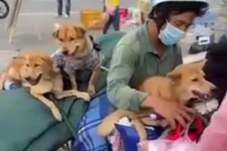 Cà Mau: Chính quyền thừa nhận thiếu sót trong việc tiêu hủy đàn chó của ông Hùng vì nhầm với đàn chó của một người khác
