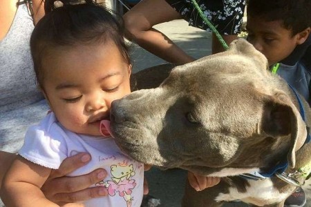 “Superdog” dũng cảm lao vào đám cháy giải cứu em bé 7 tháng tuổi