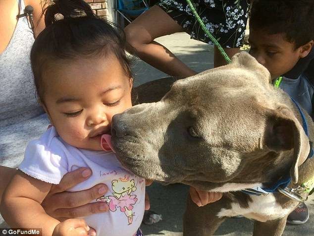 “Superdog” dũng cảm lao vào đám cháy giải cứu em bé 7 tháng tuổi