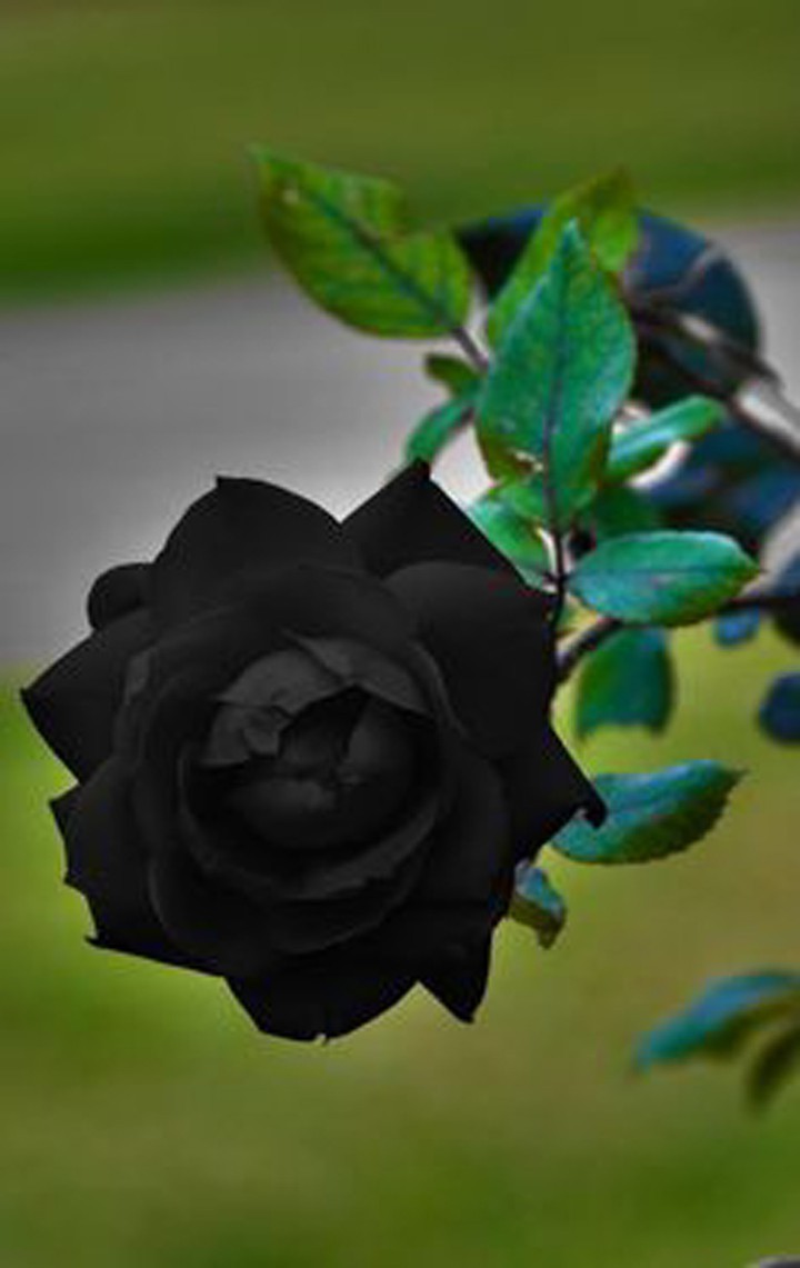 Hình ảnh ý nghĩa hoa hồng đen loài hoa mang vẻ đẹp huyền bí Trung Tâm Đào Tạo Việt Á