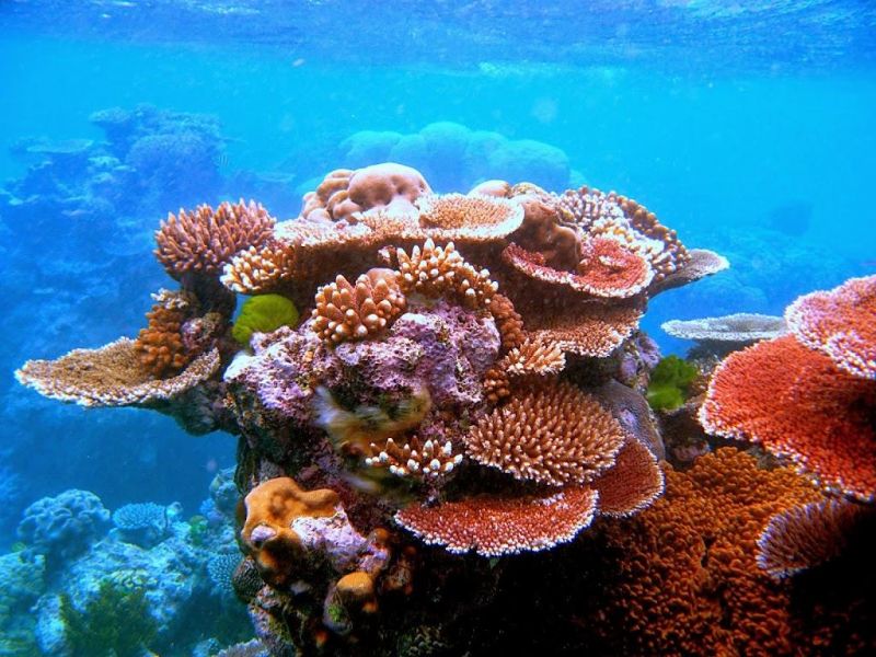 Tuyệt phẩm rạn san hô ở Cát Bà. (Nguồn ảnh: Internet)