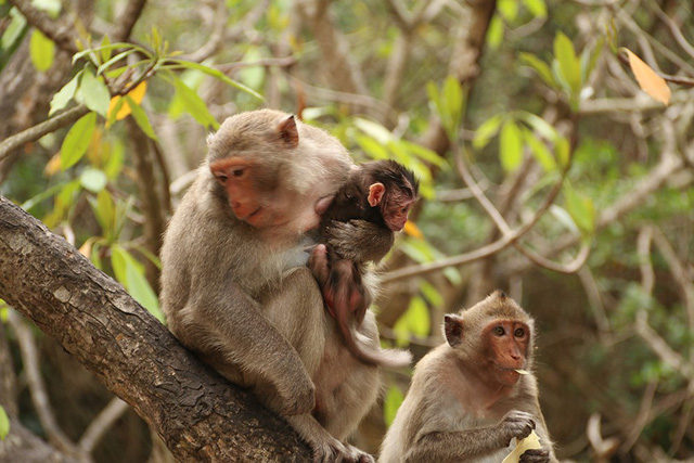 Những chú khỉ nghịch ngợm tại Đảo Khỉ sẽ khiến các bạn nhỏ thích thú (Nguồn ảnh: Internet)