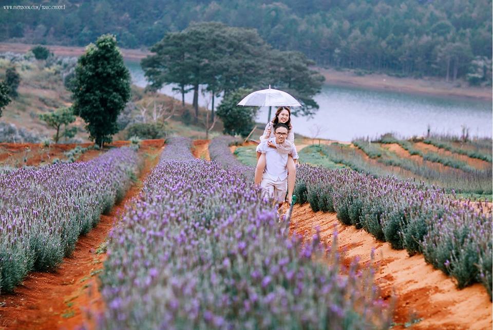 Vườn hoa Lavender