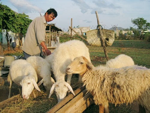 Chăn nuôi cừu là một trong những hoạt động kinh tế của người dân địa phương