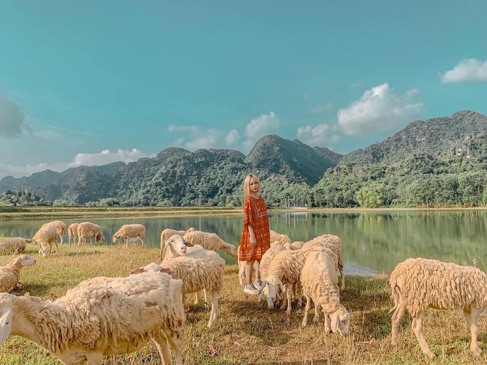 Đồng cừu Gia Hưng xuất hiện từ giữa năm 2020 tại Ninh Bình. (Nguồn ảnh: Giang Giang)