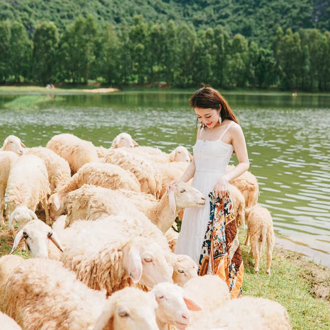 Những chú cừu ở đây rất hiền lành và thân thiện. (Nguồn ảnh: 23.4studio)