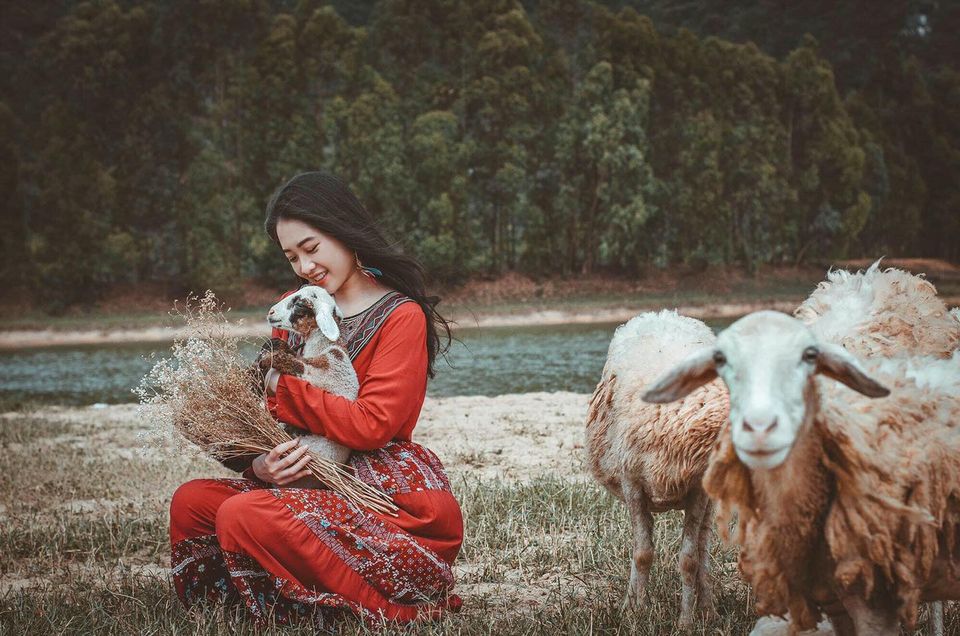Nếu có dịp du lịch Ninh Bình, bạn không nên bỏ lỡ đồng cừu Gia Hưng. (Nguồn ảnh: Vũ Hoàng Anh)