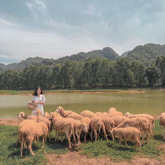 Góc sống ảo ở đồng cừu đẹp như tranh Ninh Bình