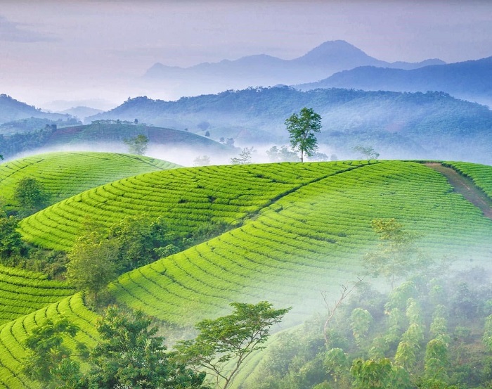 Đồi chè Long Cốc được mệnh danh là đồi chè đẹp nhất Việt Nam 