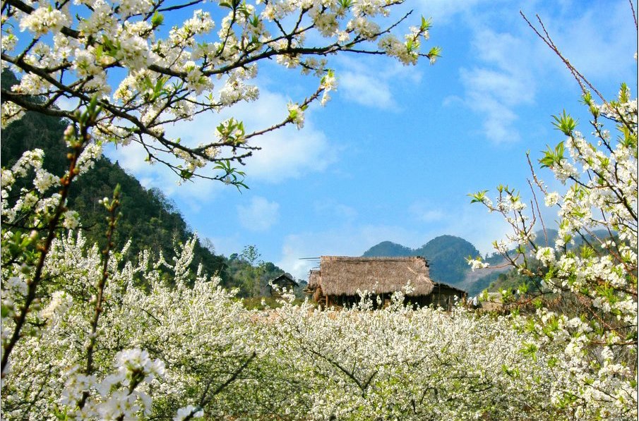 Ghé thăm Mộc Châu vào cuối tháng 1 - đầu tháng 2 để chiêm ngưỡng hoa đào và hoa mận nở rộ